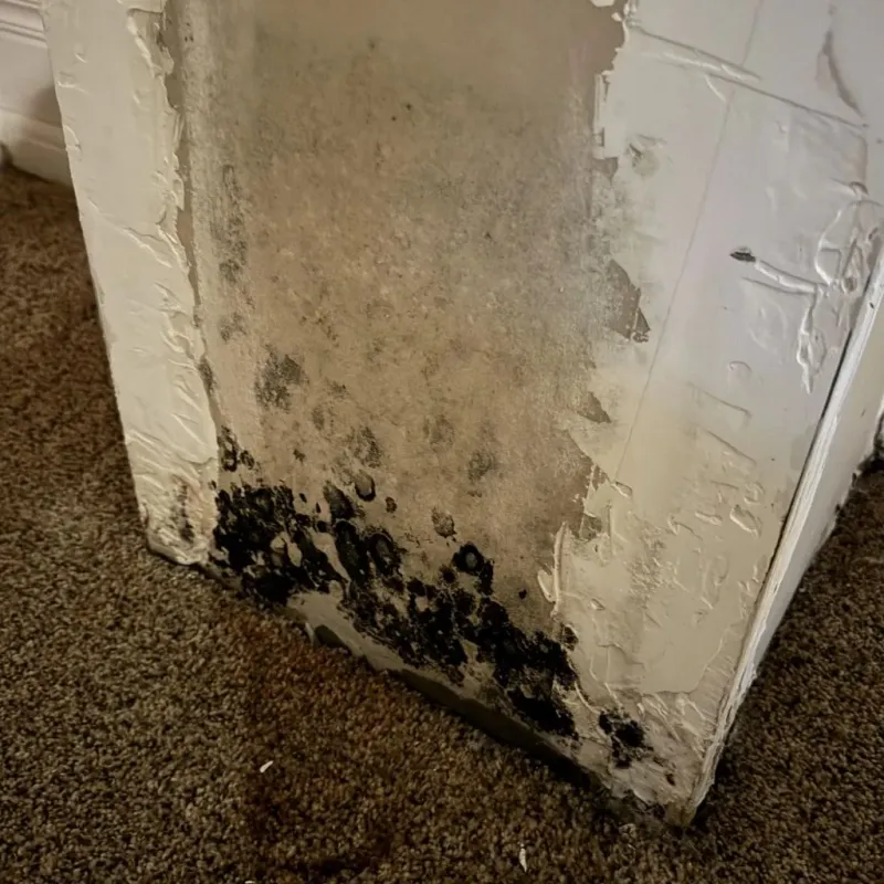Professional Mold Removal in Hooper, UT